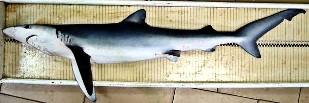 Prionace glauca _08.jpg